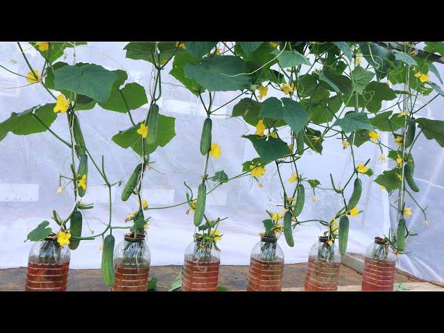 No need for soil - Grow hydroponic cucumbers on the balcony, for a bountiful season