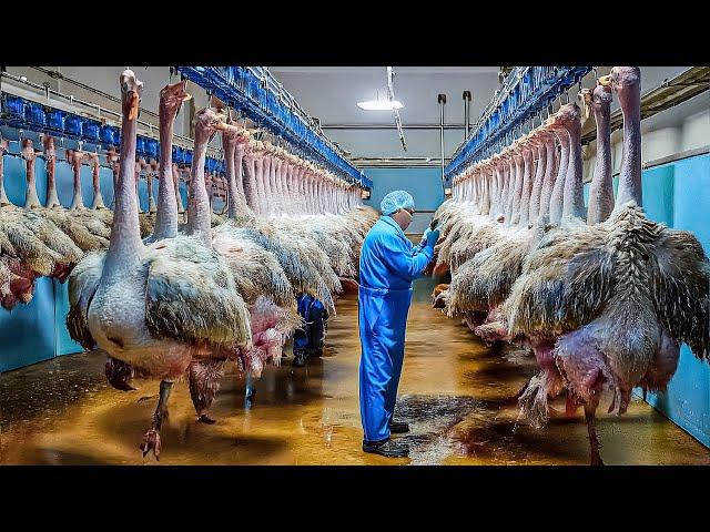 How Millions Of Ostriches Farm For Meat, Skin And Eggs in China  - Ostriches Eggs Harvest Technology