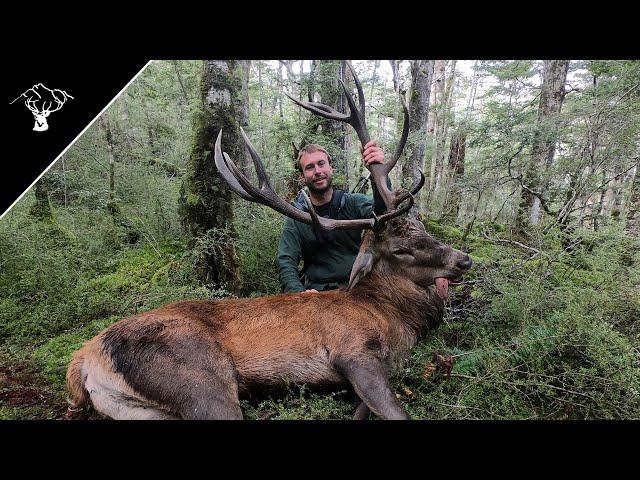 Public Land Roar 2020 | 13 Point Red Stag | Southland NZ