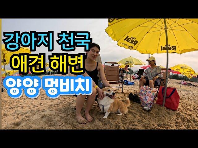 양양 강아지 해수욕장 애견동반  해변 멍비치