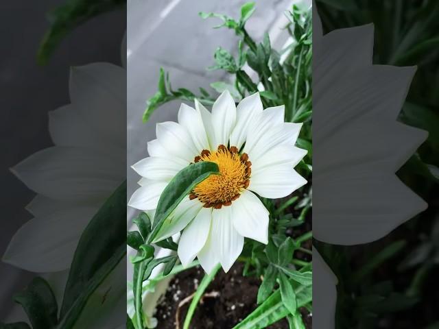 Цветочный балкончик #цветы #домашниецветы #цветоводство #цветовод #домашниецветы #лайфстайл #хобби