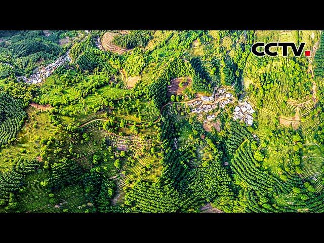 全球首个！中国茶主题世界文化遗产申报成功 | CCTV