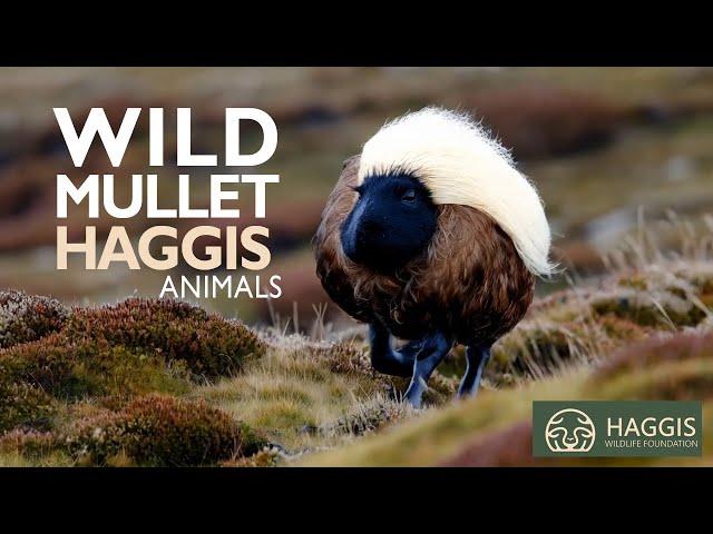 The World of Wild Scottish Haggis Animals - Wild Mullets