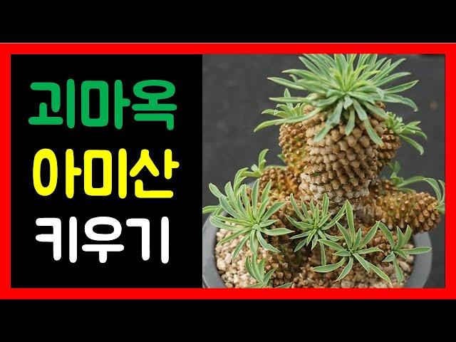 괴마옥과 아미산 비교 및 키우는법