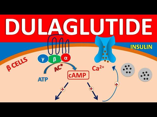 Dulaglutide - Mechanism, side effects, precautions & uses