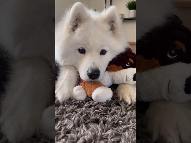 In the blink of an eye..  #dog #dogshorts #shorts #cuteanimals #puppy