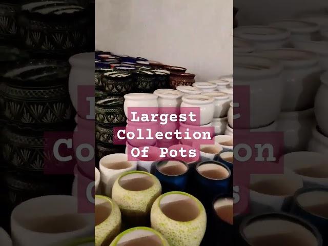 Largest Collection of Ceramic Pots in Delhi #wholesale #ceramic