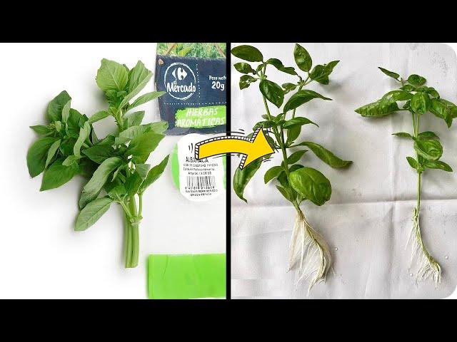 Free Basil plant from supermarket branches