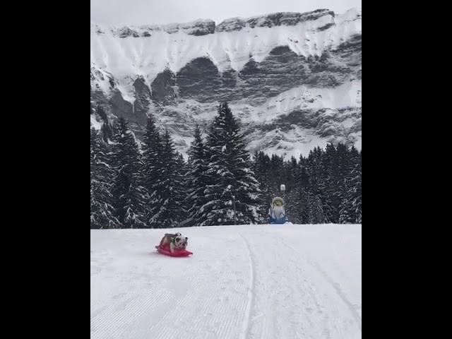 Bulldog Rides Sled Down Snowy Mountain - 1020879-1