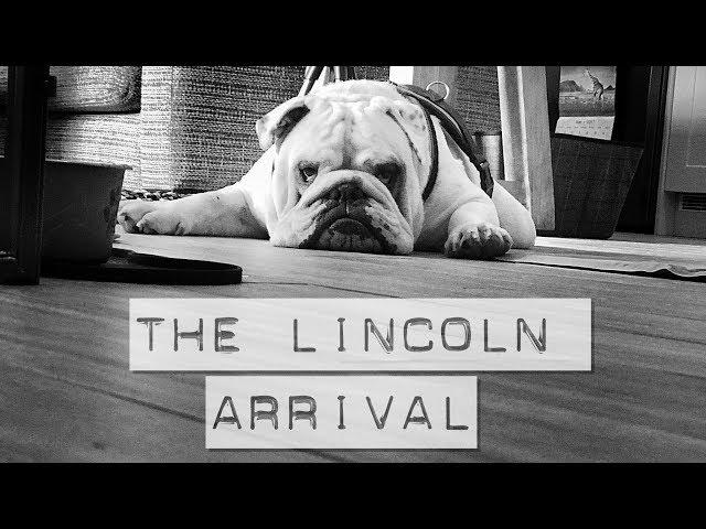 Bringing home our Rescue English Bulldog for the first time