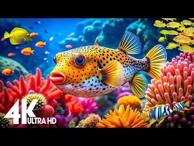 Aquarium 4K VIDEO (ULTRA HD)  Beautiful Coral Reef Fish - Stress Relief Relaxing Meditation Music