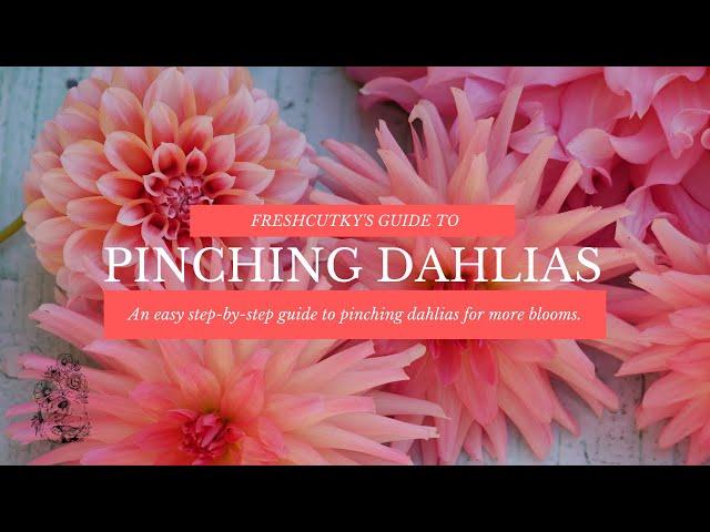 PINCHING: DAHLIA FLOWER GROWING TIPS (UPDATED) - How to "Pinch" Dahlias for More Blooms!