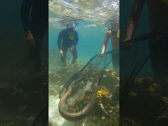 Coral Reef Shock! Diver Catches Giant Sea Snake  #OceanExploration #UnderwaterEncounter