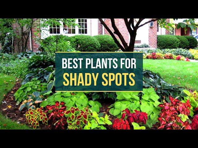 Best Plants to Grow in Shady Spots 