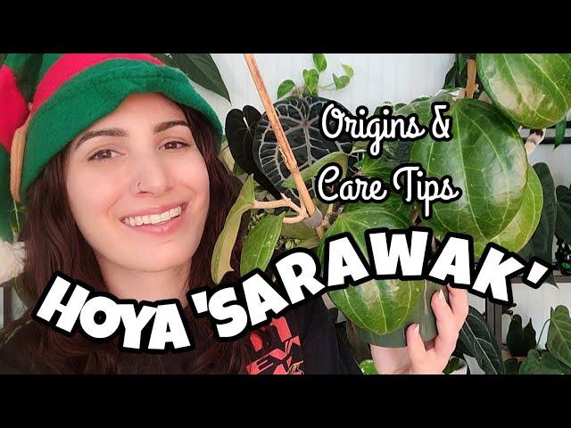 Hoya latifolia sp. 'Sarawak' Origins & Care Tips!  12 Days of Plantmas Day 10 ️