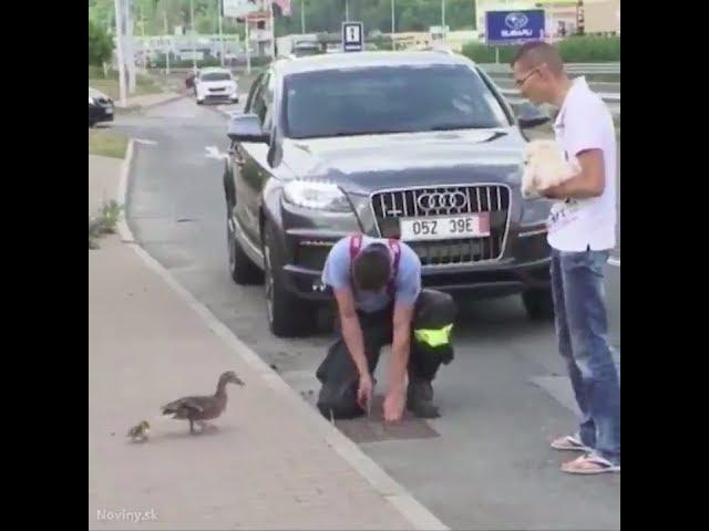 Хорошие полицейские спасают утят [деревня Нашичи, Босния и Герцеговина]