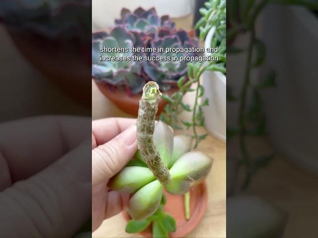 Why should we let cuttings callus in propagation?  #succulent #cactus #propagation #houseplants