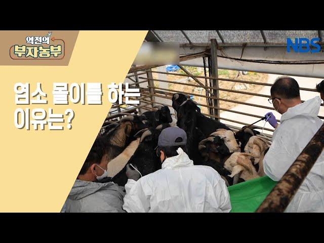 [부자농부) 염소 매력에 이끌려 시작! 연 매출 5억!!] 실패 없는 예방접종??