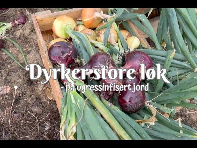 Dyrker store løker på ugressinfisert jord