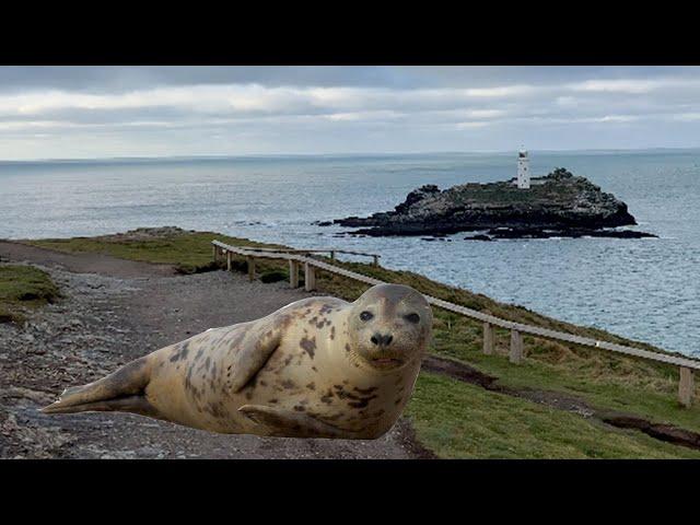 Seals at Godrevy Lighthouse, Cornwall and Gwithian Beach