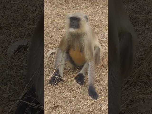 monkey  sararat#viral #new #short