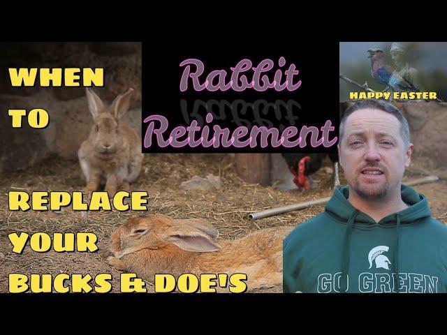 WHEN TO REPLACE YOUR RABBITS/LINCOLN ARRIVES