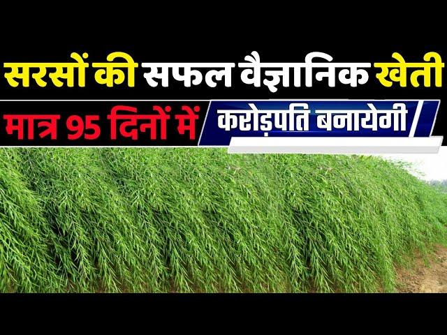 Sarson ki kheti | Full A2Z Video |sarson ki kheti kaise karen | Mustard farming | सरसों की खेती