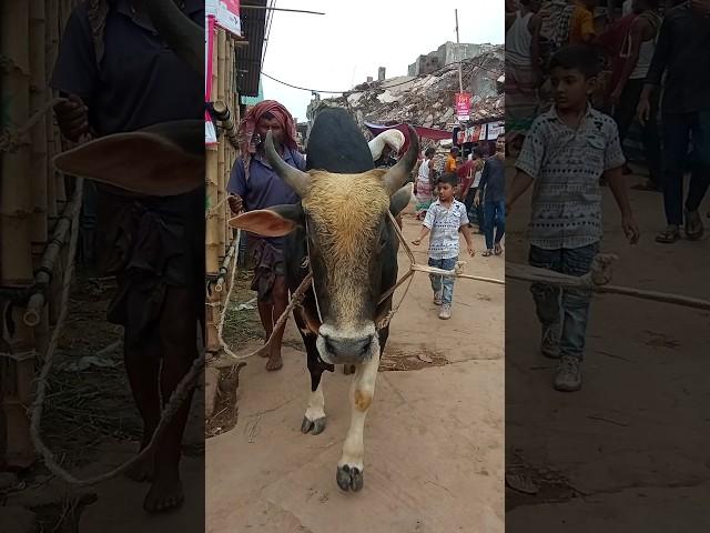 Big cow|the world cow|America Brahman cow|gabtoli gorur haat|biggest cow|#cow_cattle_in|#cow|#bull