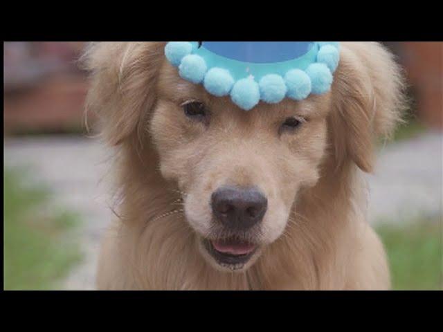 Golden Retriever Luhu：Today is my birthday~#dog #puppy #pet #cutedog #goldenretriever