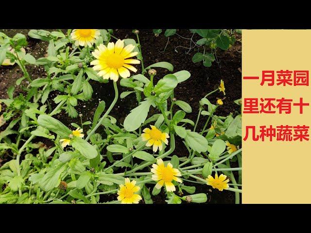 一月菜园还有哪些菜？数一数有十几种 #养花种菜#