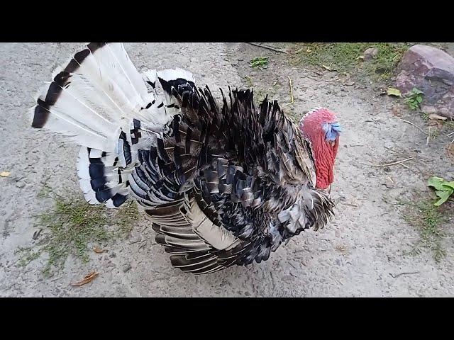 My #turkey and his #funny tail :) Мій індик і його кумедний хвіст #birds #nature #ukraine