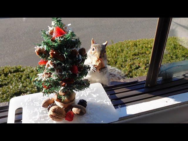 Squirrels' reactions to Christmas Tree