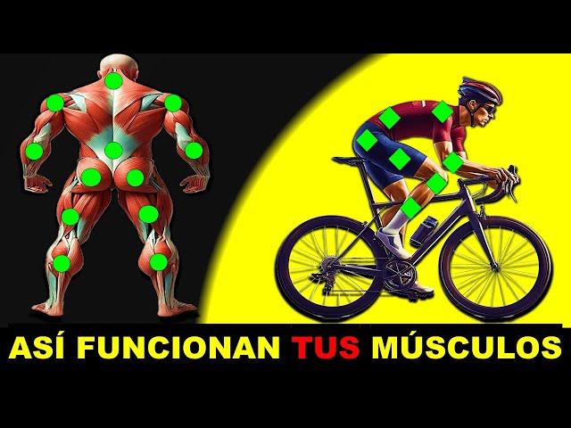 LOS MUSCULO QUE UTILIZAS AL PEDALEAR EN BICICLETA│Salud y Ciclismo