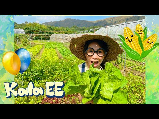 耕種|農夫體驗|香港農場|Kala EE local organic farm tour & farmer experience|耕種|有機農場|粟米田|香港菜|廣東話教學|兒童中文學習|親子活動