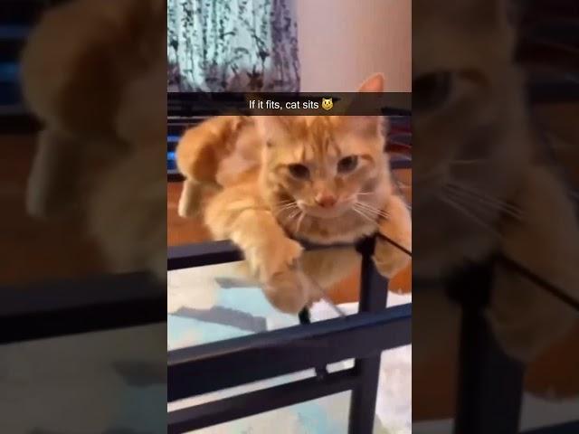 #cat #funny #happycats #catmemes #music #memes #trending #trendingshorts  #new #reels #yqh