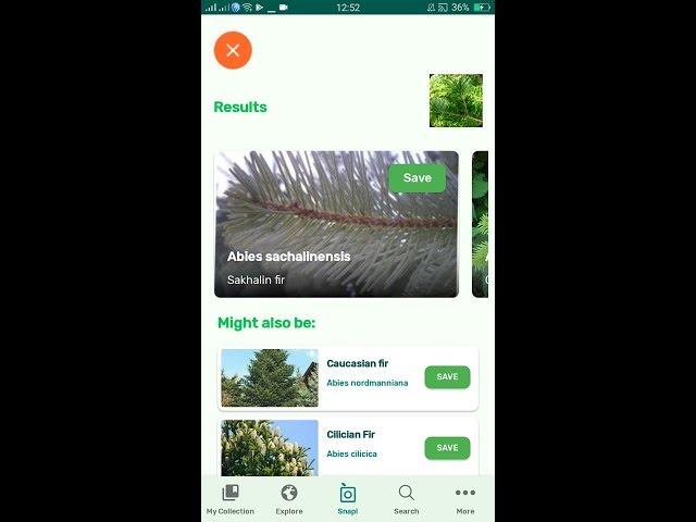 PlantSnap identifies a Sakhalin fir (Abies sachalinensis)