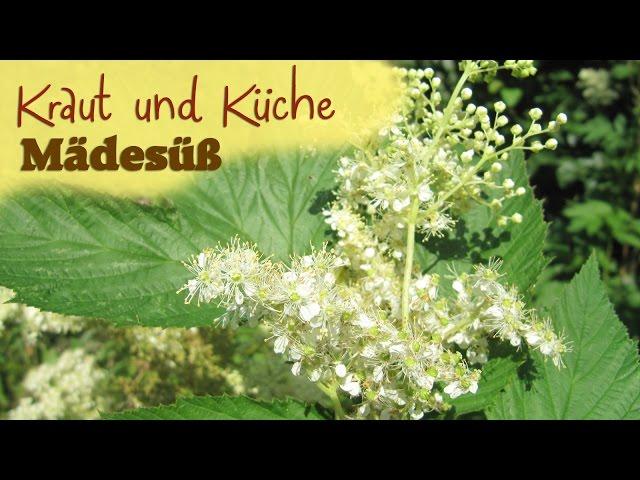 Mädesüß - Rheuma heilen - Hilfe bei Kinderkrankheiten - Wildkräuter sammeln - Kraut und Küche