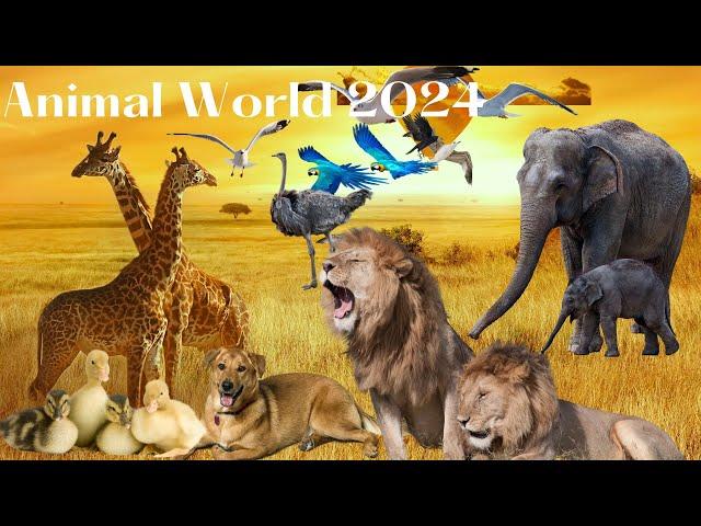 Best animal sounds, beautiful animal videos - Animal world 2024