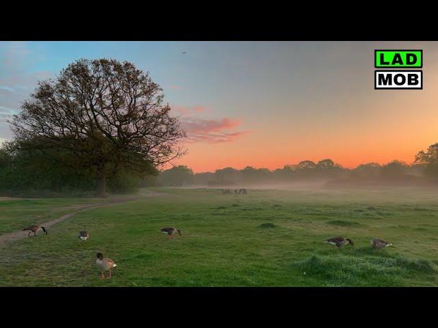 Charming Sunrise walk • English Countryside Forest | 4K Walking Tour