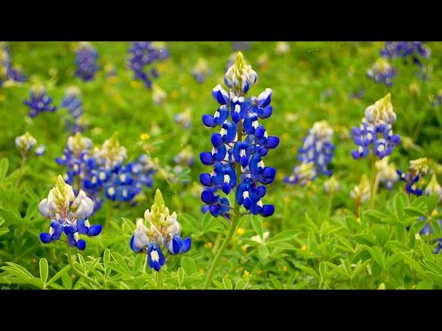 How to Grow Bluebonnets