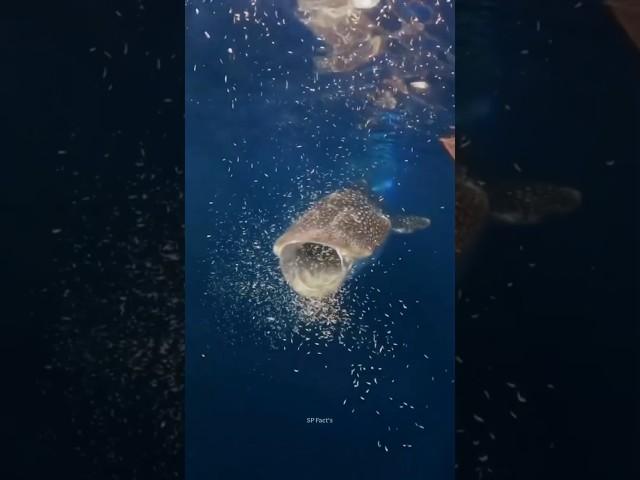 This fish must drink water to eat ||