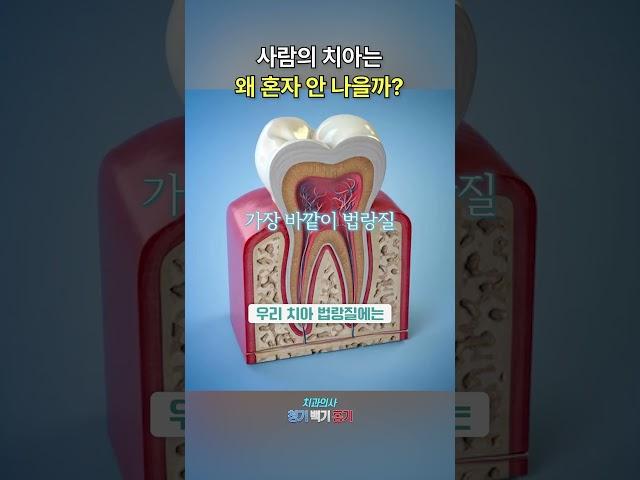 치아는 왜 스스로 회복이 안 될까? #충치 #충치치료 #치아 #치아건강 #치과 #치과의사 #부산치과 #센텀치과
