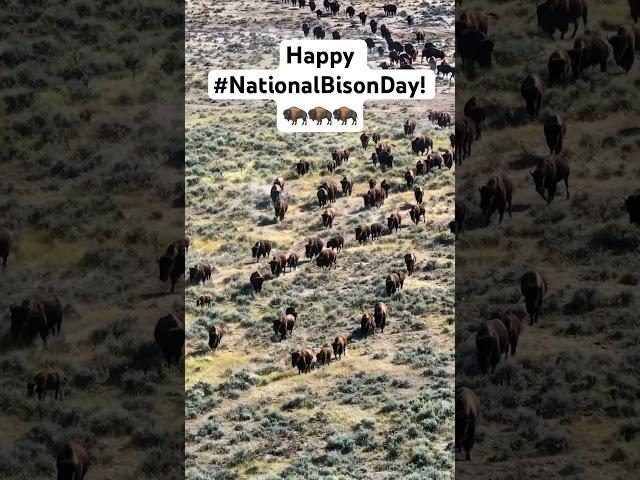 Happy #NationalBisonDay! Want more sights and sounds from the prairie? Be sure to follow us on IG 