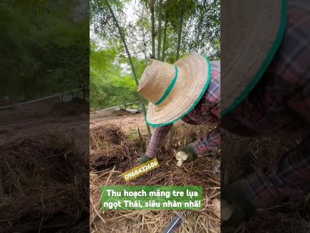 Măng tre lụa ngọt Thái, năng suất cao (30-50 tấn/ha/năm), mùa vụ dài, măng ngon, đặc, giòn, dễ bán!