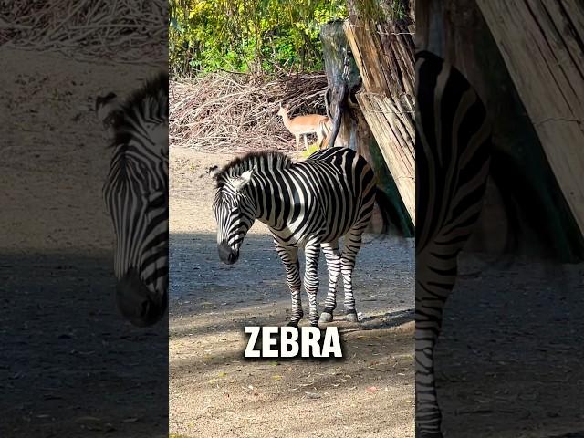 Guess the name of this animal - Quiz #shorts #learning #quiz
