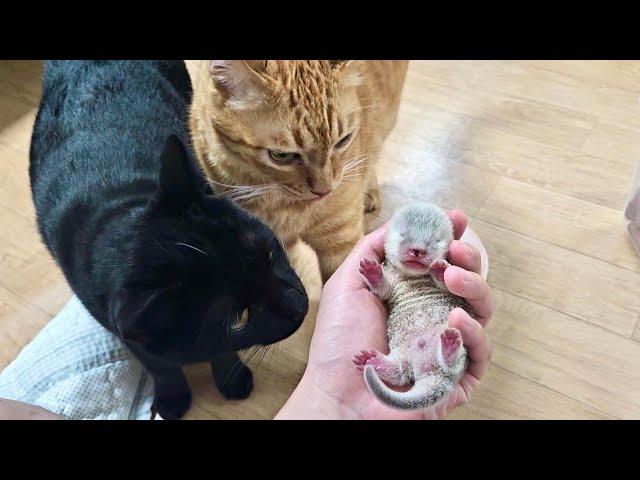 Cat's Reaction To Seeing Baby Otters For The First Time