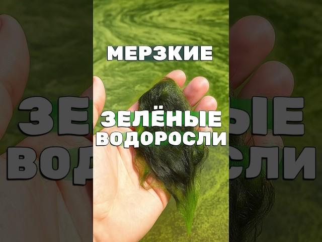 НИТЕВИДНЫЕ ВОДОРОСЛИ в пруду? Эффективное решение! Способ очистки заросшего водоёма