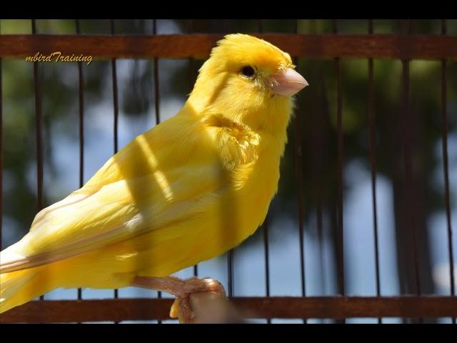 canary singing video - the best canary training song 40 minutes