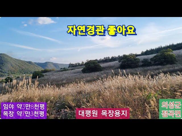 대평원 목장용지(296) 평당 4만원 목장용지 241,276m² + 임야 126,102m² +건물(자연경관 좋아요) 경북 의성군 점곡면 사촌리 010-4949-0049 안동역부동산