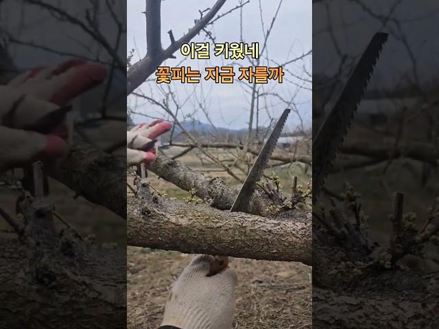 안자르면수량 자르면 큰자두!